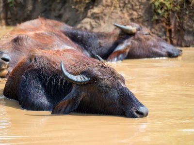 Asian water buffalo or Bubbalus bubbalis in mud