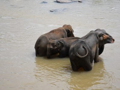 Elephant in a murky river, spraying water on its back with its trunk, in Pinnawala, Sri Lanka