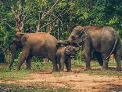 family-elephants-in-the-forest-animal-education-c-2024-02-23-05-04-22-utc