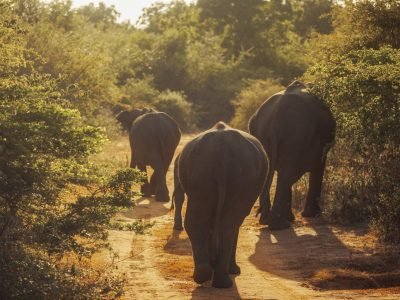 Family of Elephants on the Road During Safari Tour. Uda Walawe Sri Lanka