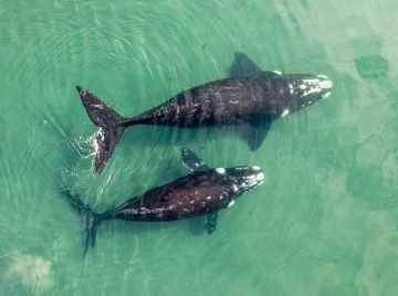 kalpitiya-whale-mother-and-calf