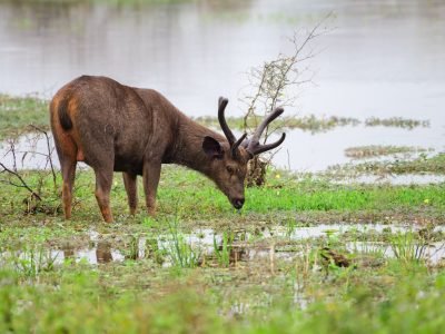 Majestic male Sri Lankan sambar deer grazing grass in the marshes in Yala national park