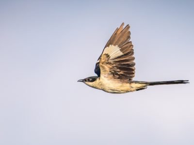 Pied Cuckoo bird in flight (Clamator jacobinus) against clear skies at Mannar, Sri Lanka