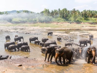 scenic-view-of-wild-elephants-in-natural-habitat-i-2023-11-27-05-11-12-utc