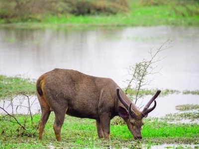 Stag grazing grass in the marshes in Yala national park, Majestic male Sri Lankan sambar deer