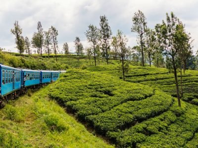 tea-plantations-with-blue-train-sri-lanka