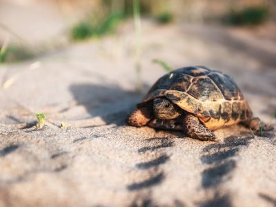 turtle-goes-slowly-in-the-sand-with-its-protective-sri-lanka