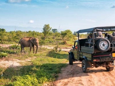 wild-life-safari