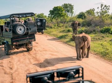 yala-jeep-safari